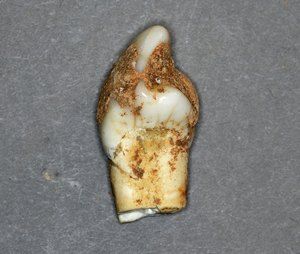 Zob sekalec jamskega medveda (Ursus spelaeus)